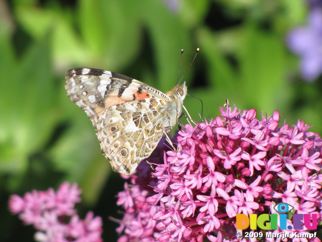 SX06427 Painted lady butterfly (Cynthia cardui) on pink flower Red Valerian (Centranthus ruber)
